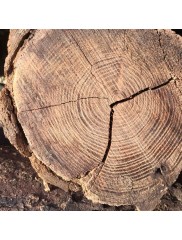 Materials-for-preventing-wood-cracking